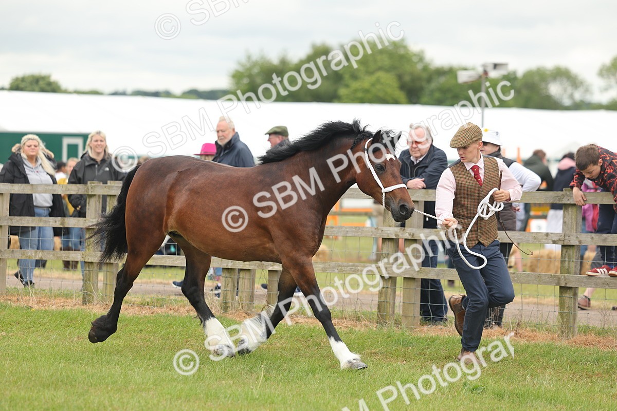 SBM_04846 - Class 50-57 - M&M Welsh Pony In Hand
