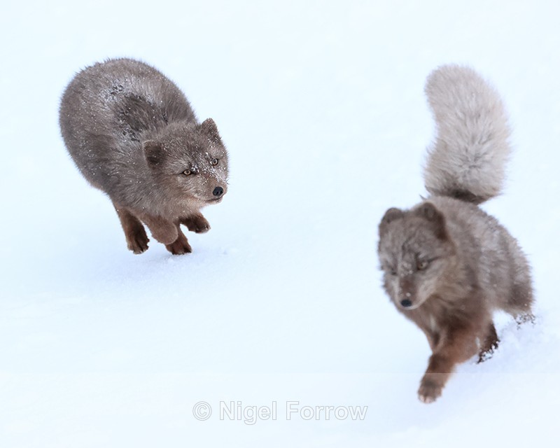 Arctic Foxes chasing each other, Hornstrandir, Iceland - Arctic Fox