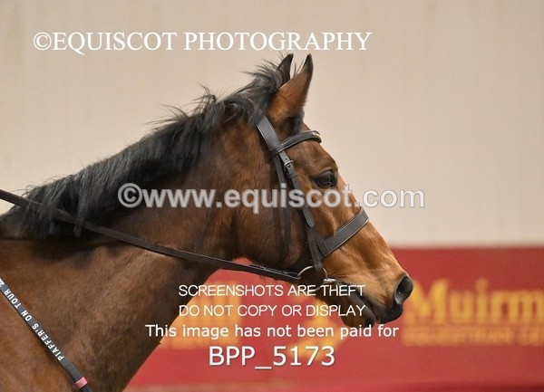 BPP_5173 - CLASS 4 50cm