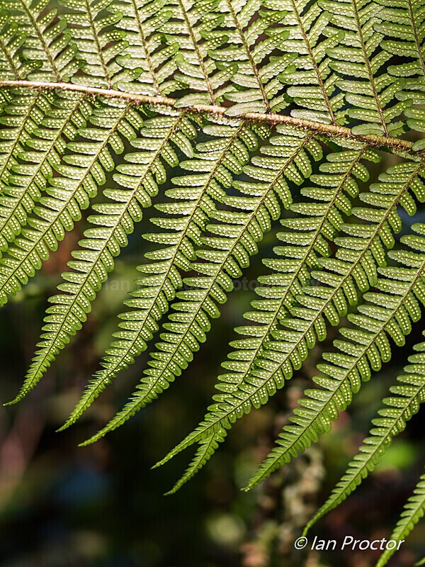 Uniformity in Nature - Nature