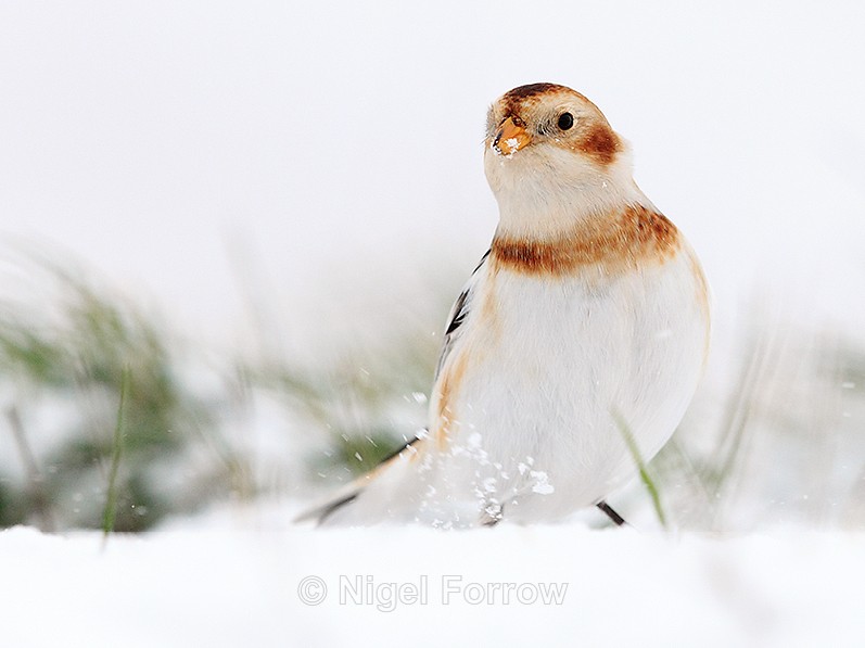 Snow Bunting in the snow at Salthouse Marshes - Snow Bunting