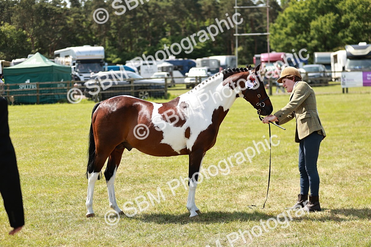 SBM_05448 - Class 41-45 - Riding Pony-Hunter Pony Breeding