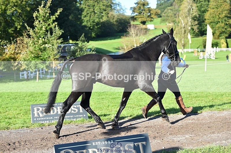 231022-103816-22633 - 505-MR.DARCY-Eleanor.Newcombe-TrotUp+SJ