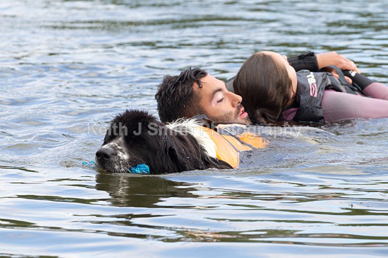 0KJS5442 - Working Dogs