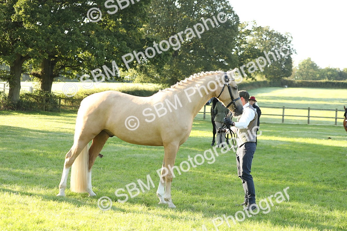 SBM_57950 - S42 - Youngstock