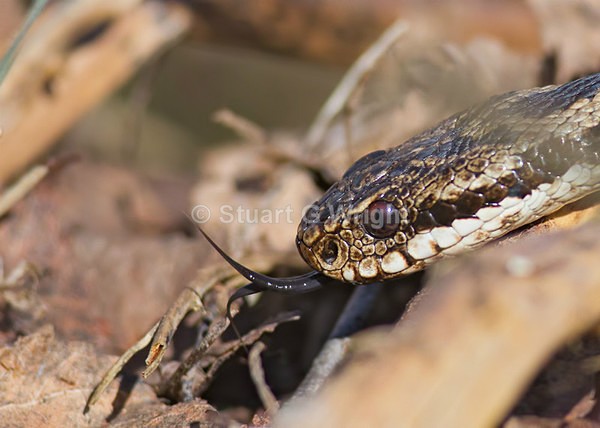 502 - Macro inc. Snakes