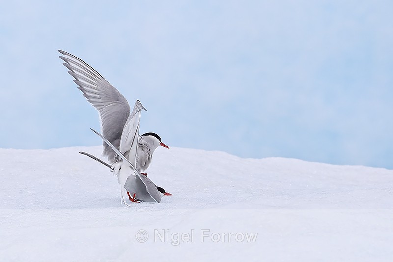 Arctic Terns mating on iceberg, Jokulsarlon, Iceland - Arctic Tern