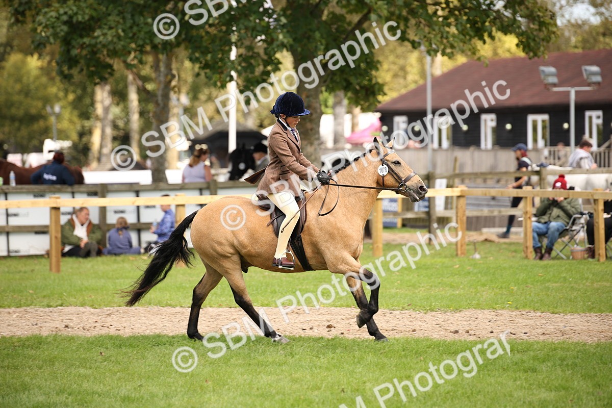 SBM_42341 - S13 - Pony Club Pony