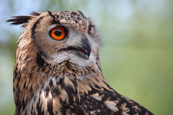 Eurasian Eagle Owl AGT _067 - Farm & Zoo Animals