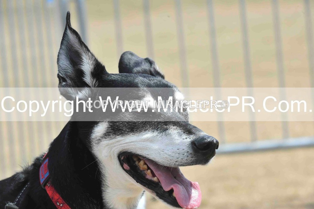 SH4_0103 - Dog show.