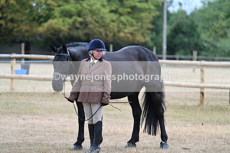 WJ7_9783 - Class 5a Most Handsome Gelding (above 14.2hh)