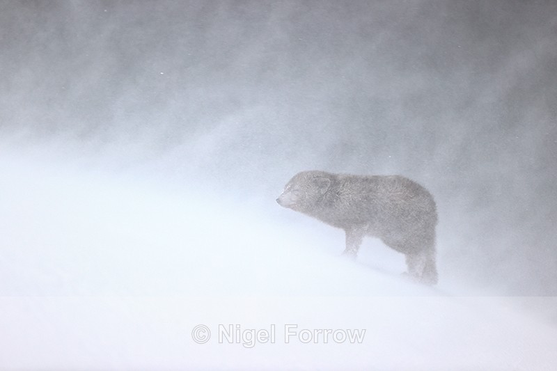 Arctic Fox faces into snowstorm, Hornstrandir, Iceland - Arctic Fox