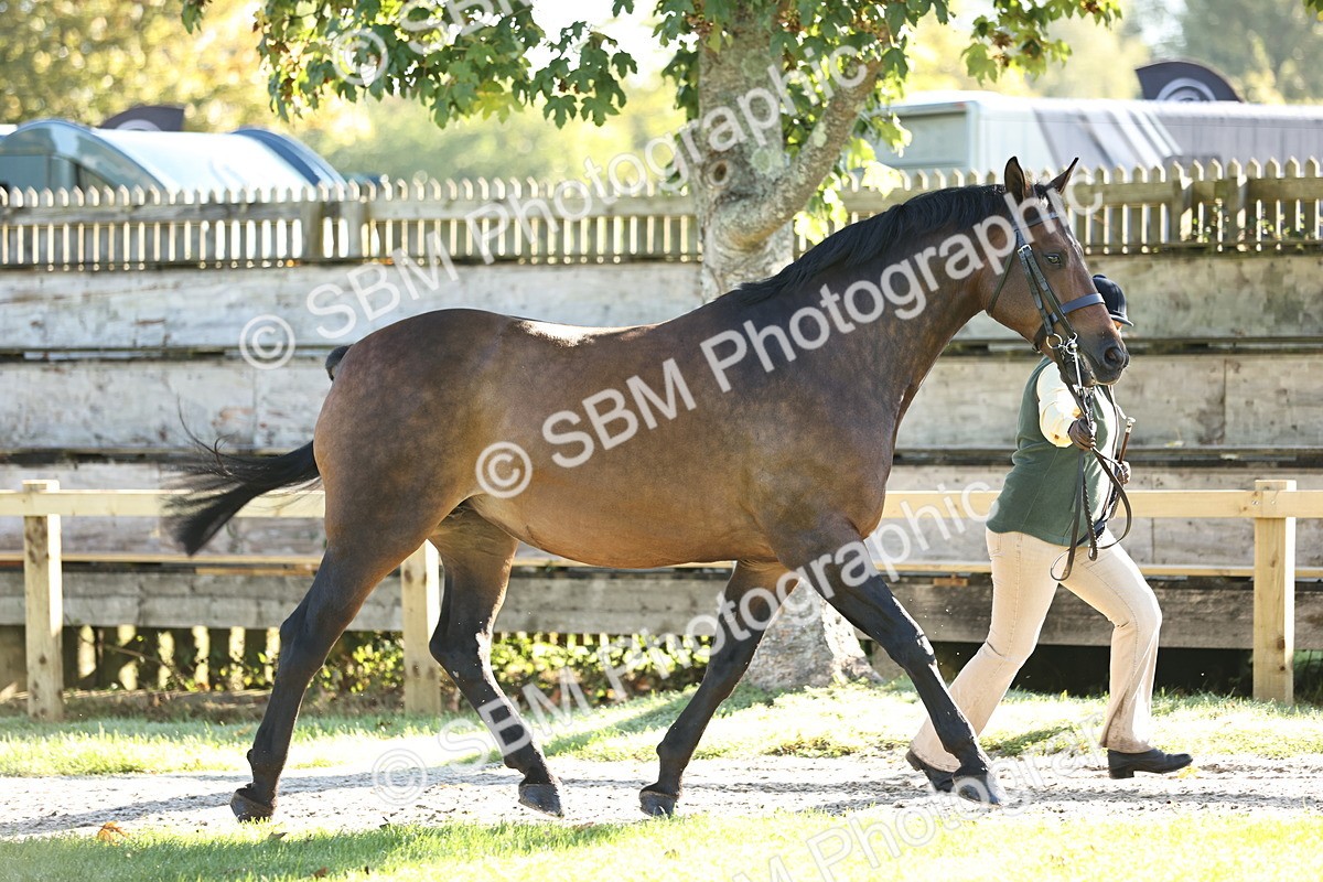 SBM_15701 - S1 - TSR in Hand Horse & Pony Showing