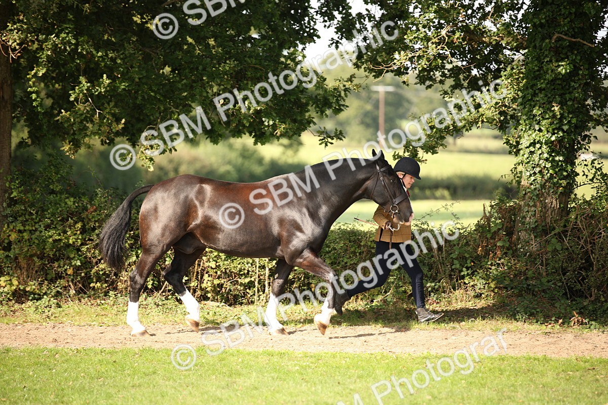 SBM_61174 - S54 - Show Cob In Hand