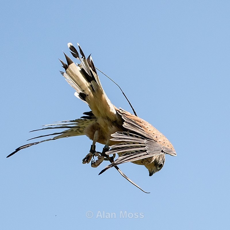 Kestral Hovering - Wildlife
