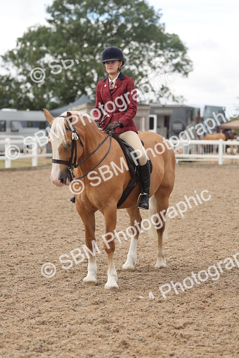 SBM_04346 - Class 17 - Prettiest Mare (IH or Ridden)