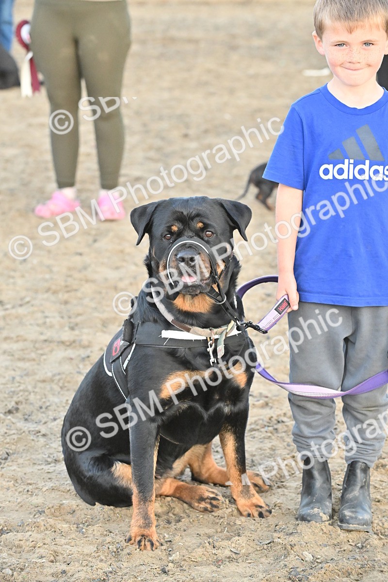 SBM_09622 - Lorry Dogs