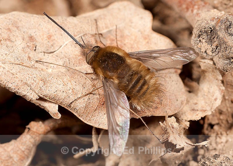 Bombylius major Male - Bombylius major