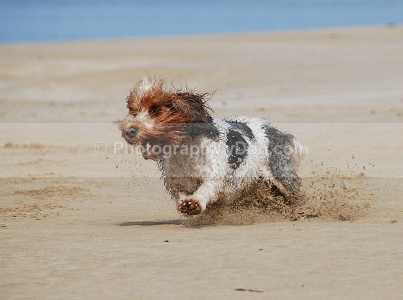  - Grand Basset Griffon Vendeen