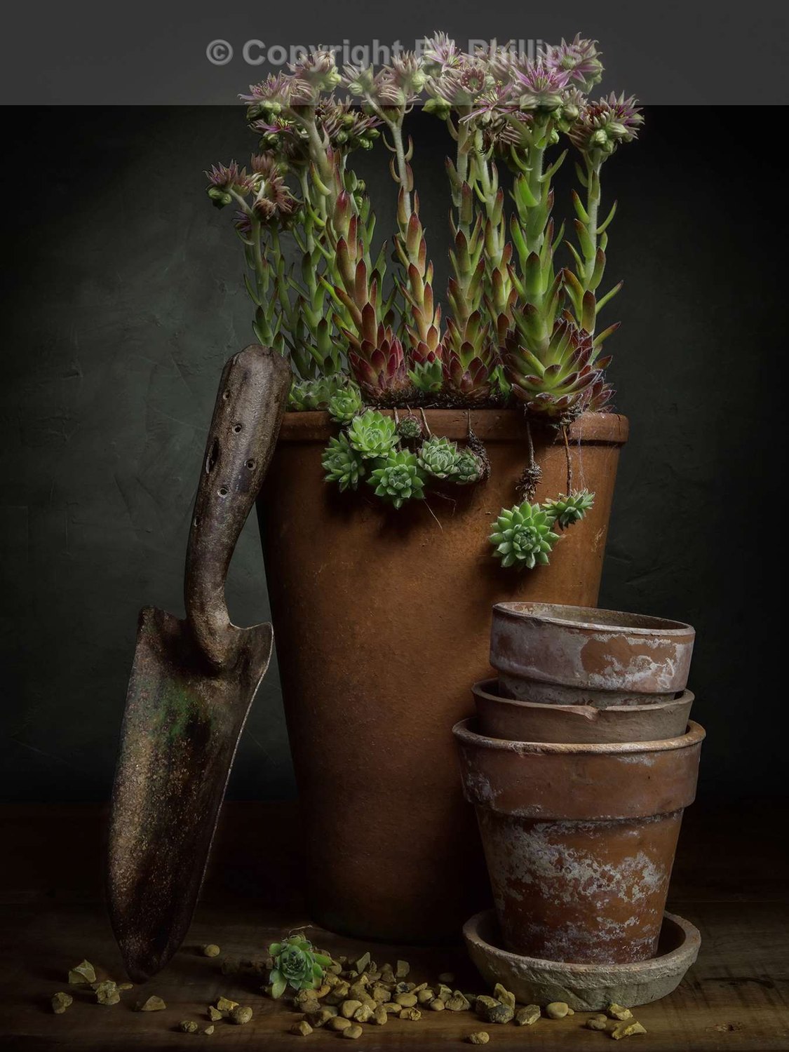 The Vintage Trowel