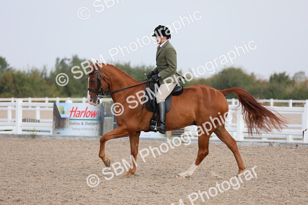 SBM_11441 - Class 305 Ridden Foreign Breeds- Pure Bred