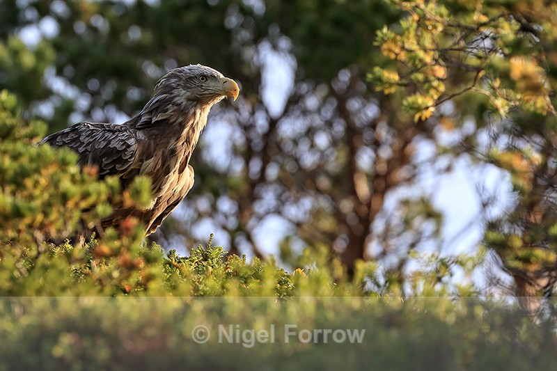 Sea Eagle, close view, Smedholmen, Flatanger, Norway - White-tailed Sea-Eagle