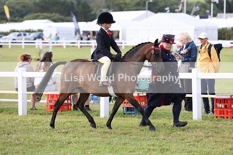 JPP_0239 - Class 14: Cornish Combination Leading Rein