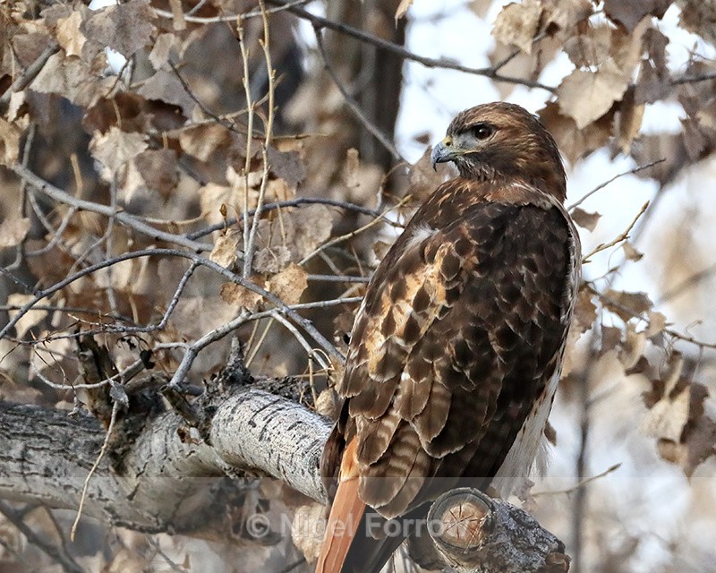 Red-tailed Hawk perched in tree, Bosque del Apache, New Mexico - Red-tailed Hawk