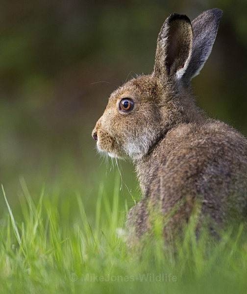 Mountain Hare, Isle of Mull - ISLE OF MULL WILDLIFE, Wildlife images from the Inner Hebrides