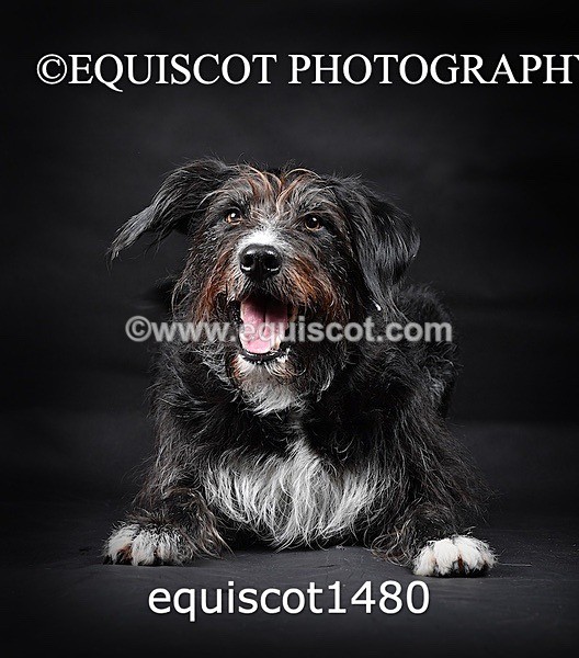 equiscot1480 - RUSSO