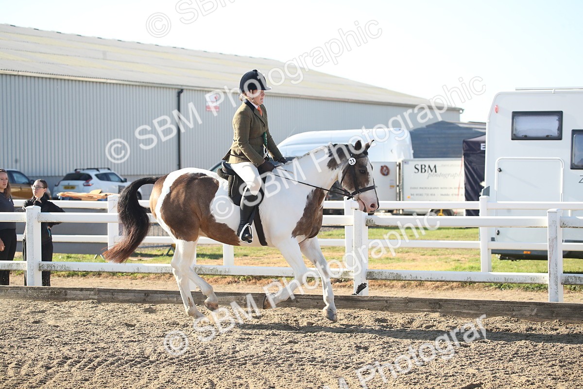 SBM_11605 - Class 502 - Riding Club Horse