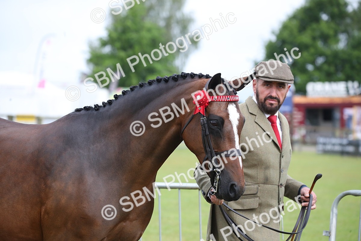 SBM_00110 - Class 17-20 - Arab & Part Bred - Anglo Arab In Hand
