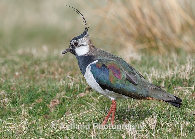 Astland Photography, Bird and Wildlife Images, Susan and Peter Wilson, U.K.