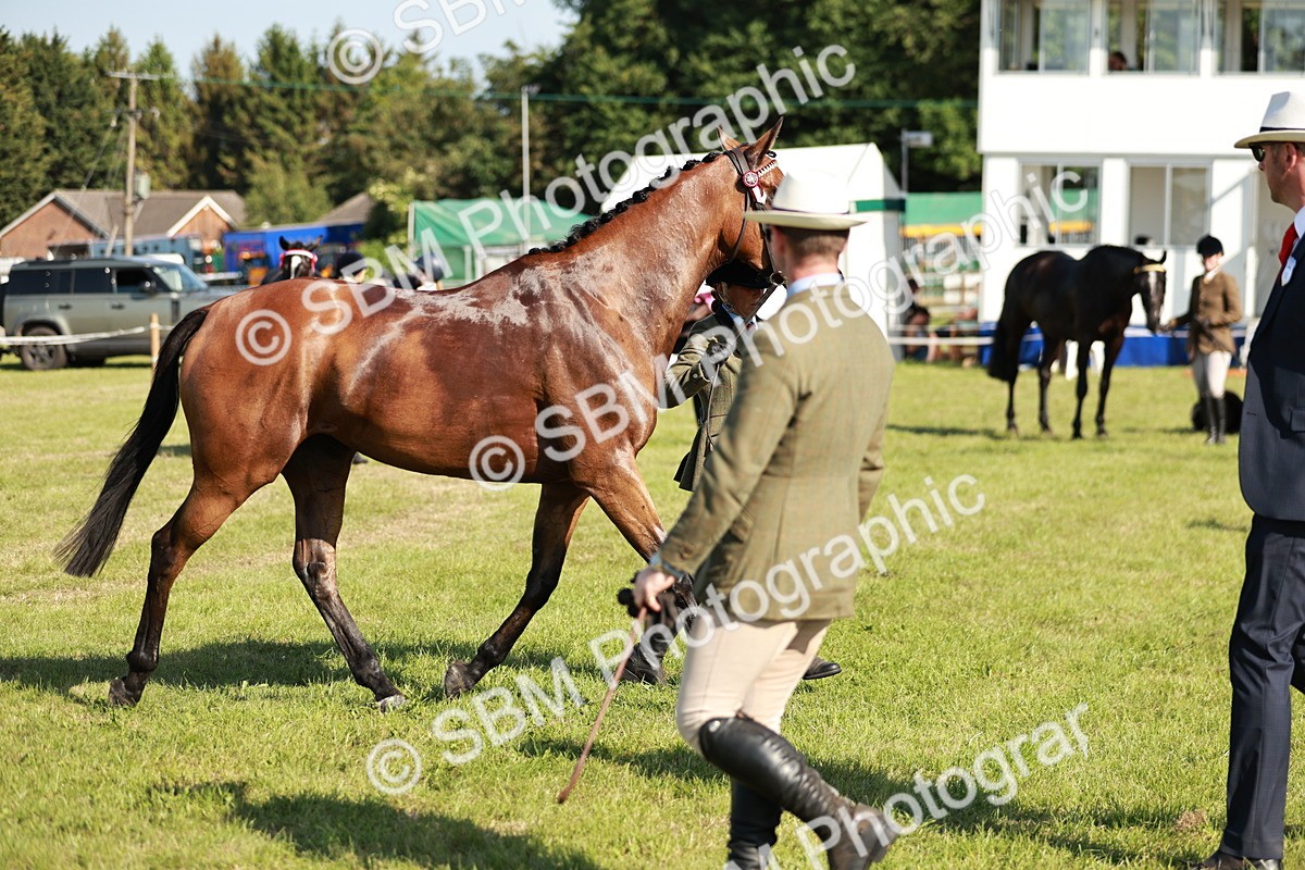SBM_19289 - Class 115-116 - LIHS BSHA Rising Star Working Hunter & Show Horse