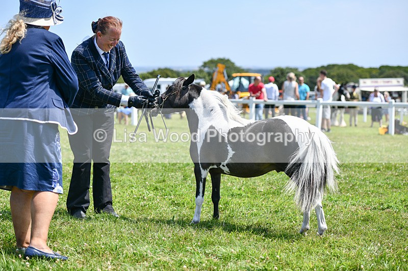 DSC_7359 - Class 62: Coloured Pony Youngstock