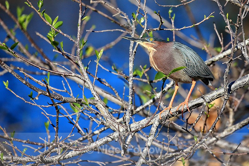 Green Heron, Wakodahatchee Wetlands, Florida - Green (Green-backed) Heron