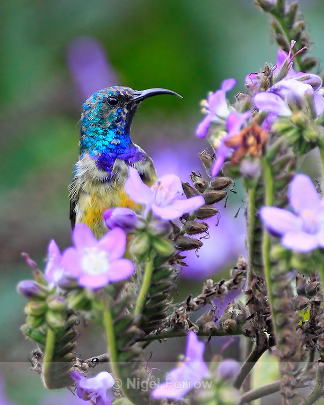 Variable Sunbird perched amongst some flowers - Variable Sunbird