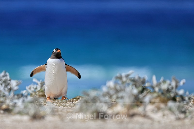 Gentoo Penguin returning to colony, Volunteer Point, Falklands - Gentoo Penguin