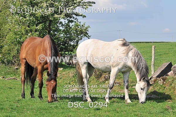 DSC_0294 - ARCHIVE REQUEST - Quincy and Guinness