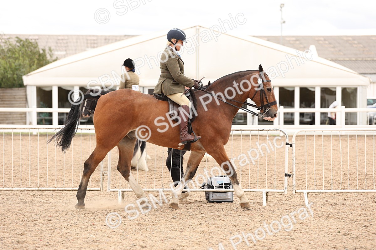 SBM_19507 - Class 215 - Ridden Show cob