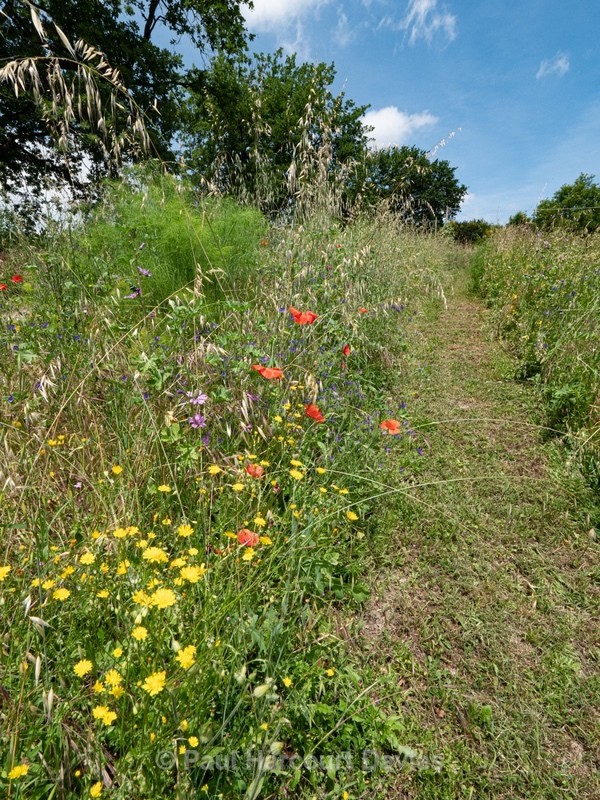 Wild Italian Garden. Paths are mown through the vegetation to provide access  - Flowers in the Landscape - 2