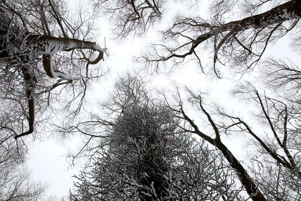 Tree canopy winter  FL061 - Wild Flowers,  plants & Fungus photography, Great Britain