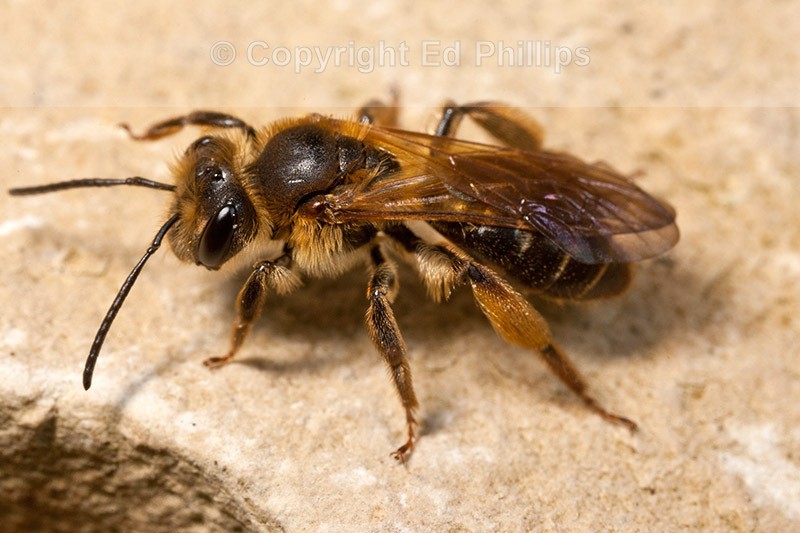 Andrena bucephala (f)
