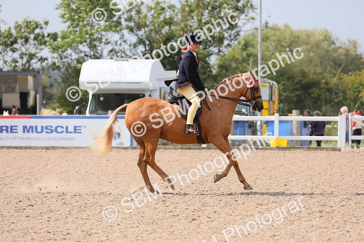 SBM_15594 - Class 311 Ridden Show Pony/ Show Hunter Pony