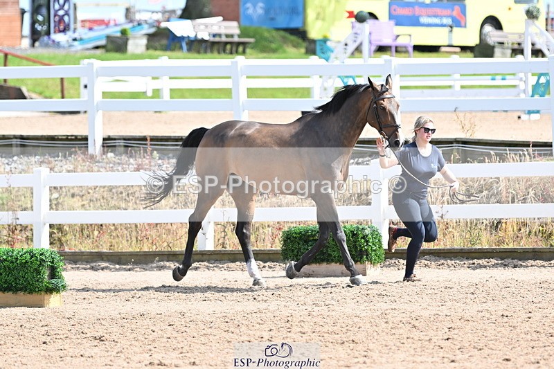 240717A-154601-03047 - Trot Up 3pm to 4pm