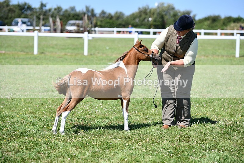 DSC_7017 - Class 59: Miniature Horse Yearling