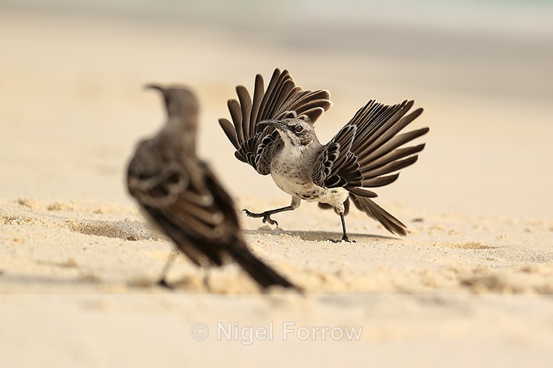 Espanola Mockingbird displaying, Gardner Bay, Galapagos - Espanola Mockingbird