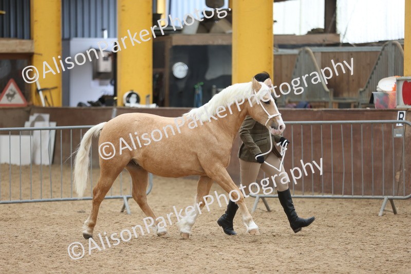 20251109-0836 - Class 25 - Yearling, Colt, Filly or Gelding