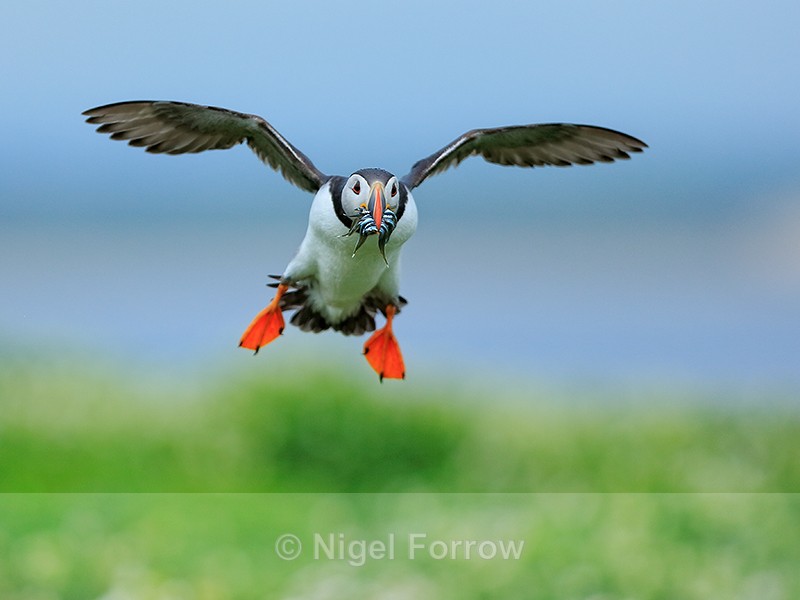 Atlantic Puffin flying with fish, Farne Islands - Puffin