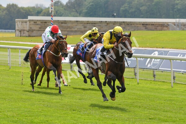 yr12052021r1-37 - Race 1 1.40pm Sky Bet Race to the Ebor Jorvik Stakes